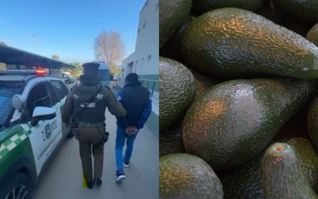 Carabineros frustra robo de 100 kilos de palta en Quillota