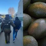 Carabineros frustra robo de 100 kilos de palta en Quillota