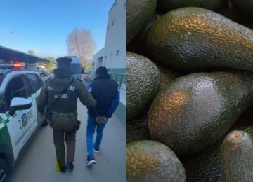 Carabineros frustra robo de 100 kilos de palta en Quillota