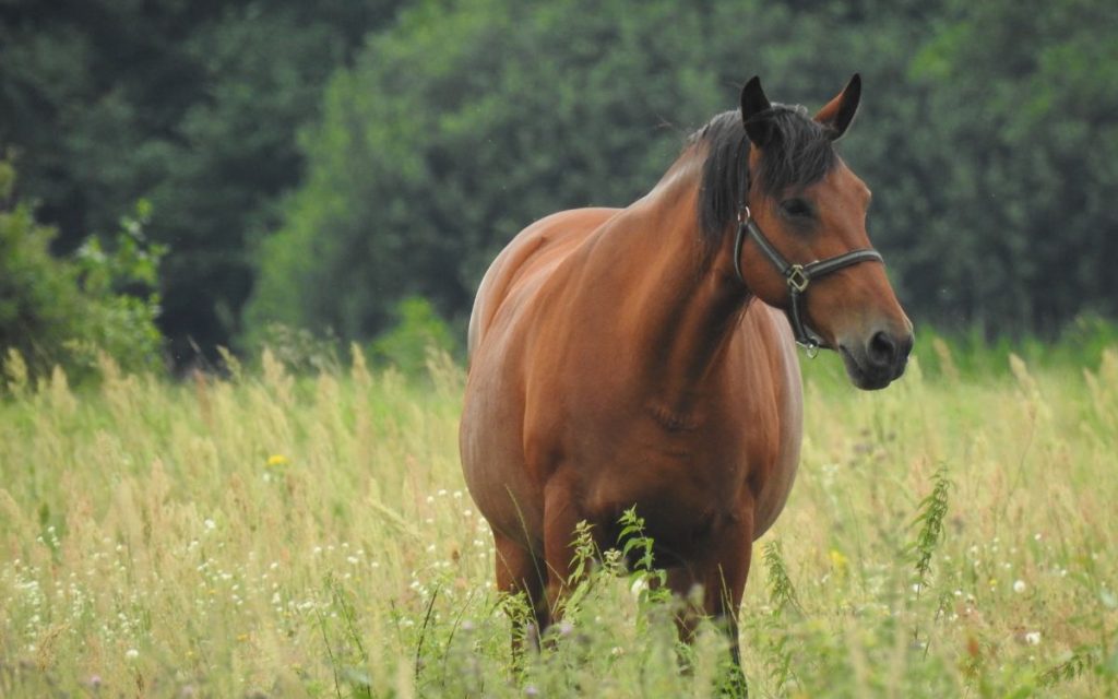 El Melón: En charla informarán medidas preventivas ante fatal enfermedad equina