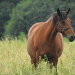 El Melón: En charla informarán medidas preventivas ante fatal enfermedad equina