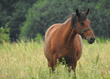 El Melón: En charla informarán medidas preventivas ante fatal enfermedad equina