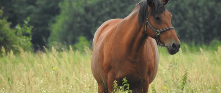 El Melón: En charla informarán medidas preventivas ante fatal enfermedad equina