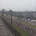 Perritos murieron atropellados por tren en Quillota