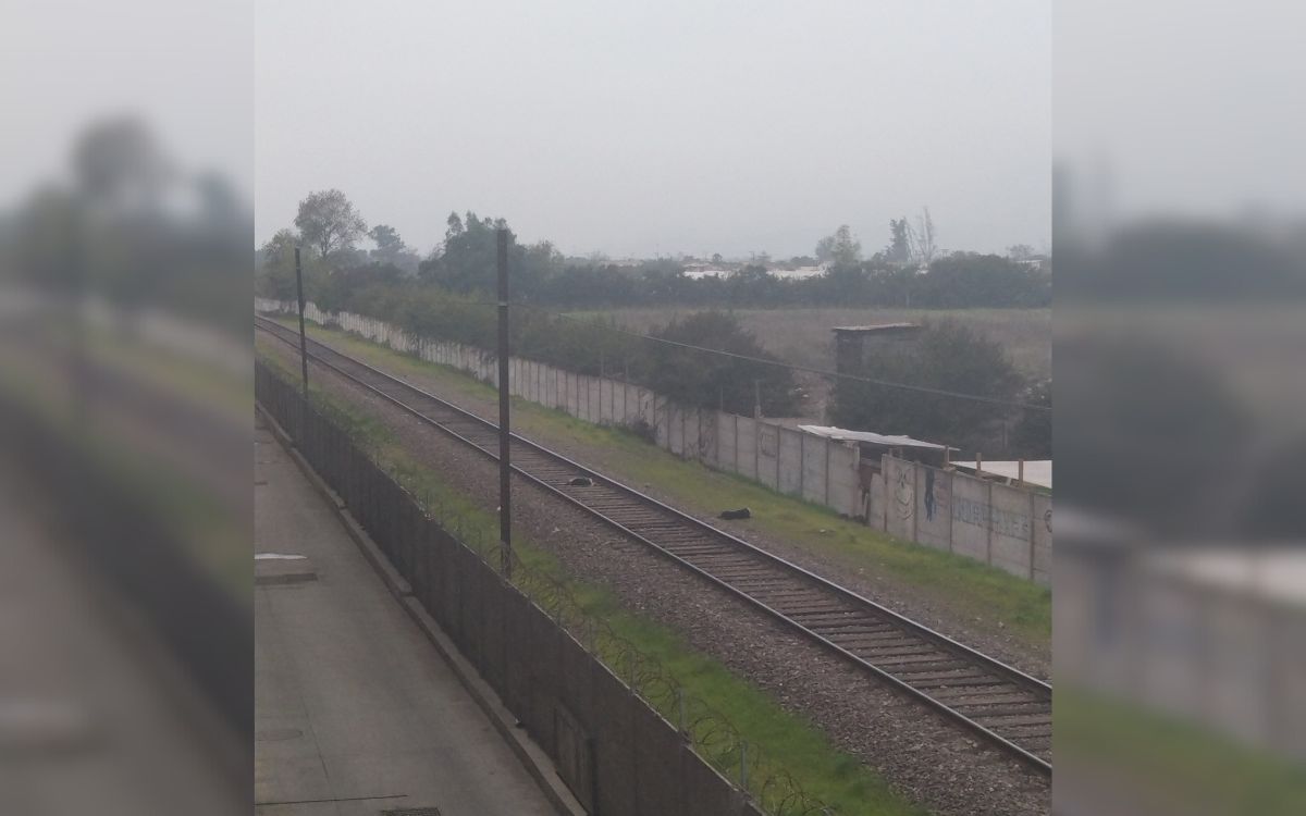 Perritos murieron atropellados por tren en Quillota