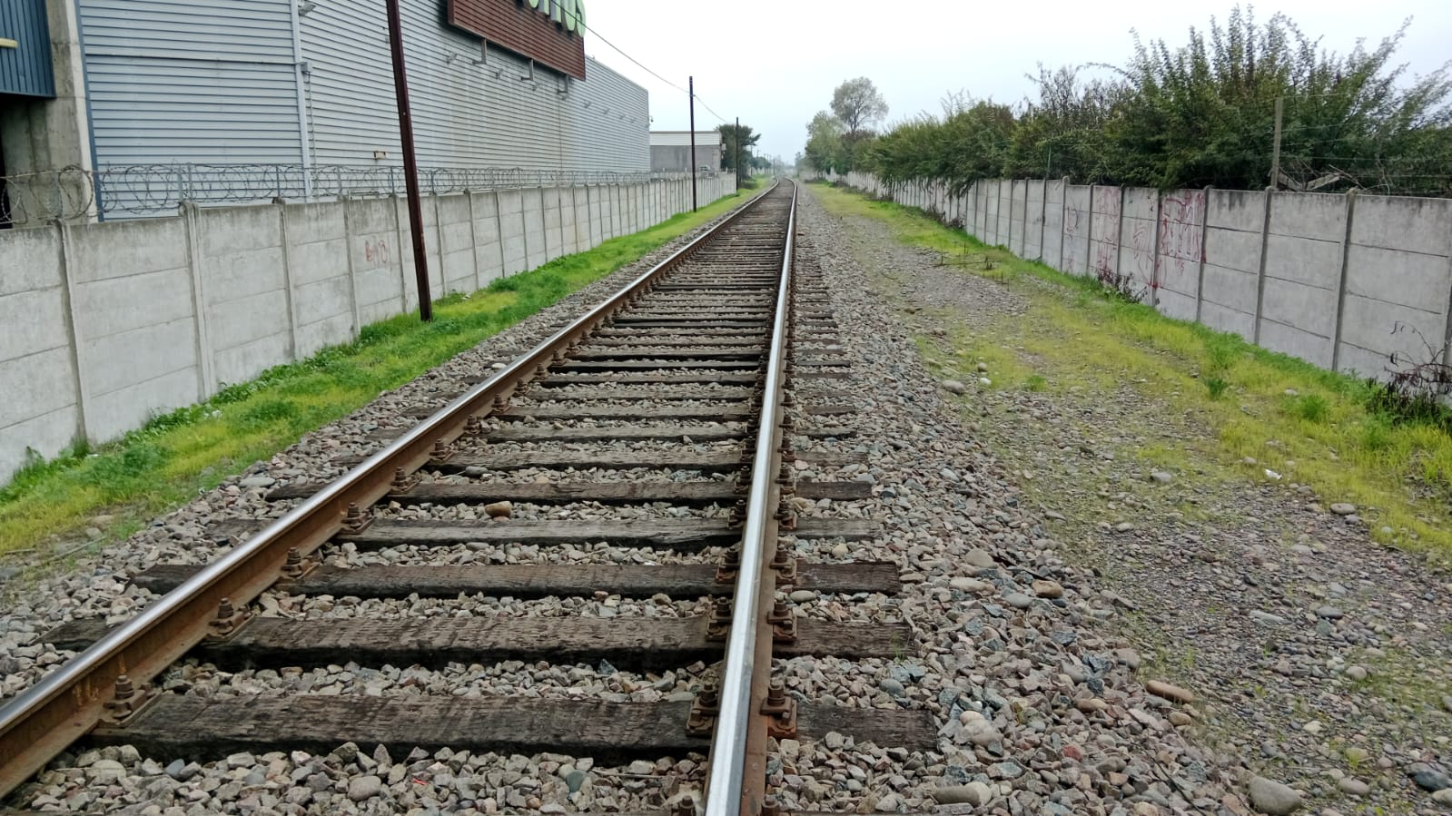 Perritos sufrieron amputación tras ser atropellados por tren en Quillota