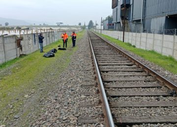 Perritos sufrieron amputación tras ser atropellados por tren en Quillota
