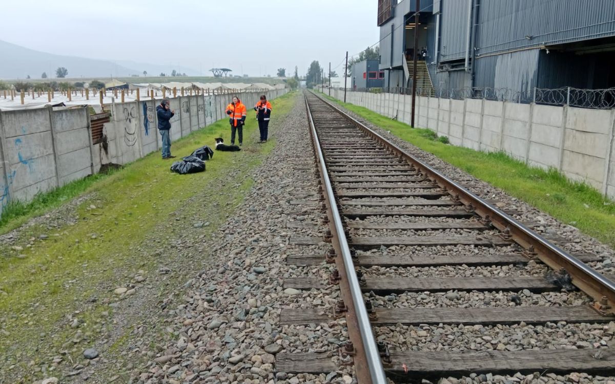 Perritos sufrieron amputación tras ser atropellados por tren en Quillota