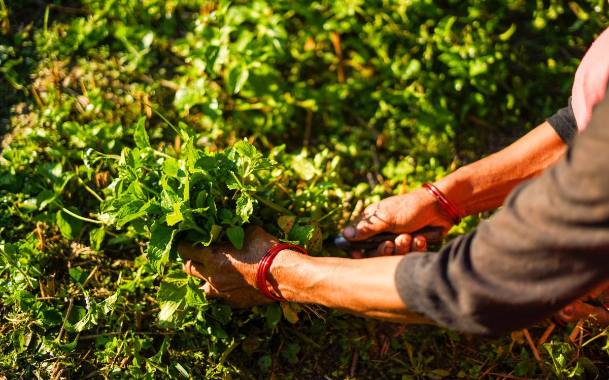 Quillota será sede de evento sobre agricultura sostenible