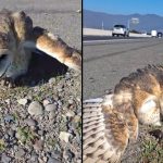 [VIDEO] Se recupera lechuza rescatada en Quillota y cuyo caso es viral en internet