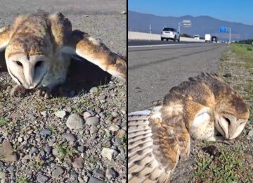 [VIDEO] Se recupera lechuza rescatada en Quillota y cuyo caso es viral en internet