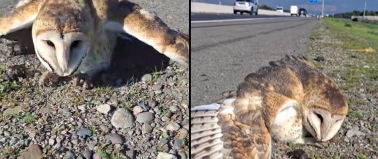 [VIDEO] Se recupera lechuza rescatada en Quillota y cuyo caso es viral en internet