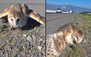 [VIDEO] Lechuza rescatada en Quillota se recupera tras sufrir intoxicación