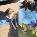 Brote de distemper se extendió de El Melón y llegó a una población de Nogales