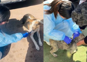 Brote de distemper se extendió de El Melón y llegó a una población de Nogales