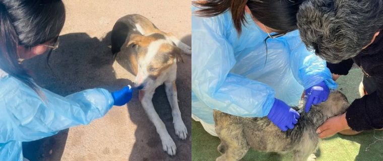 Brote de distemper se extendió de El Melón y llegó a una población de Nogales