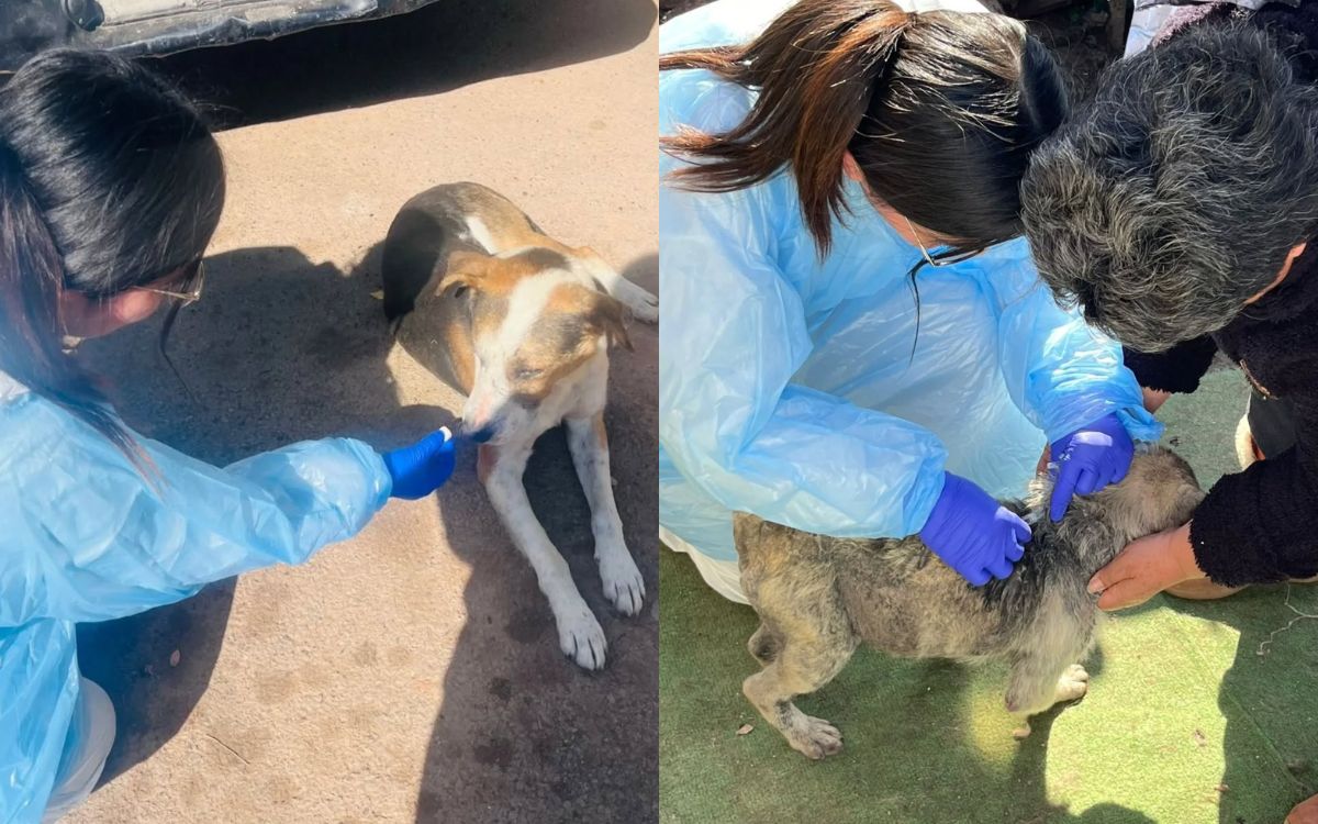 Brote de distemper se extendió de El Melón y llegó a una población de Nogales