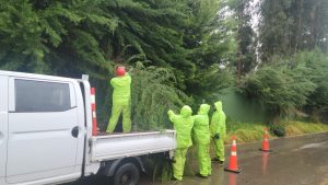Caída de árbol en San Pedro 2025