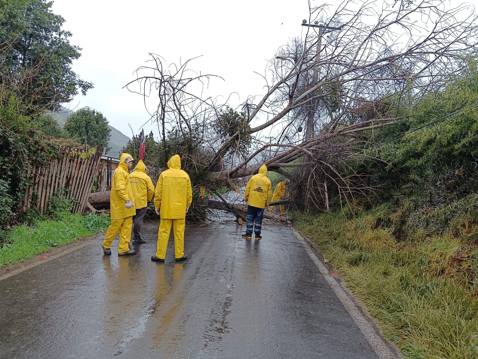 Caída de árbol en San Pedro 2025