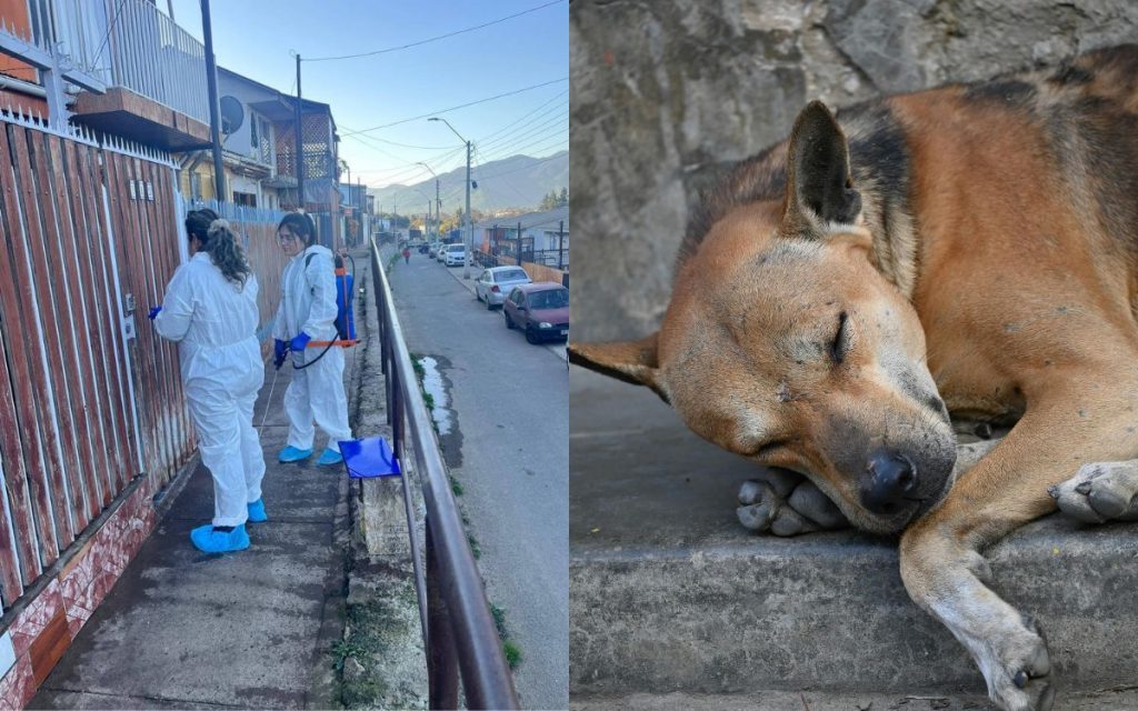 En estas dos poblaciones de El Melón se habría iniciado brote de distemper canino