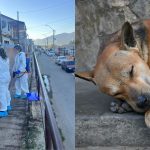 En estas dos poblaciones de El Melón se habría iniciado brote de distemper canino