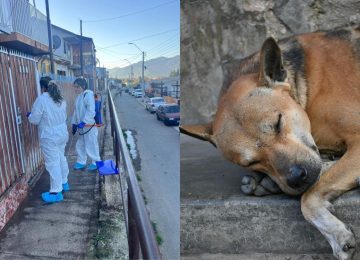 En estas dos poblaciones de El Melón se habría iniciado brote de distemper canino