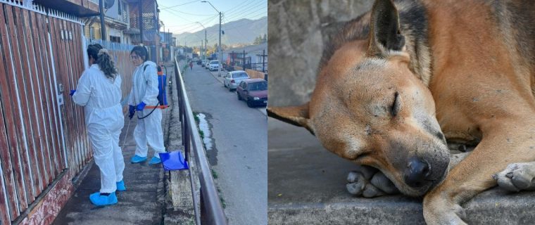 En estas dos poblaciones de El Melón se habría iniciado brote de distemper canino