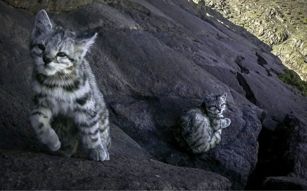[FOTOS] Inédito: captan a hembra de gato andino y su cría en la Cordillera del Melón
