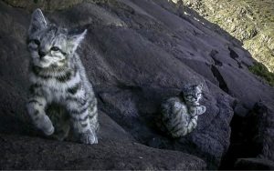[FOTOS] Inédito: captan a hembra de gato andino y su cría en la Cordillera del Melón