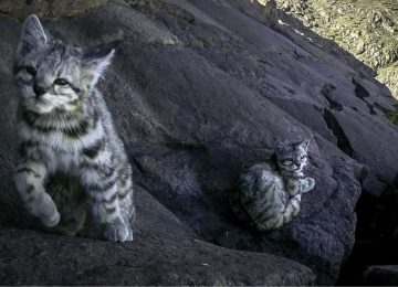 [FOTOS] Inédito: captan a hembra de gato andino y su cría en la Cordillera del Melón
