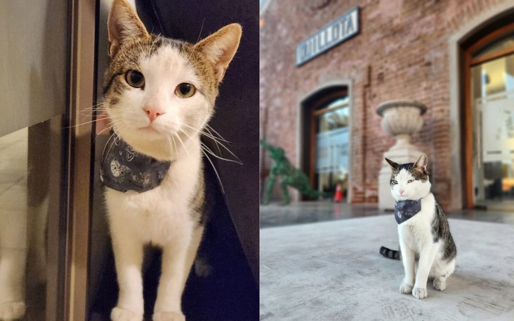 Murió gatito que frecuentaba el Centro Cultural de Quillota
