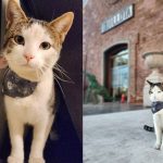 Murió gatito que frecuentaba el Centro Cultural de Quillota
