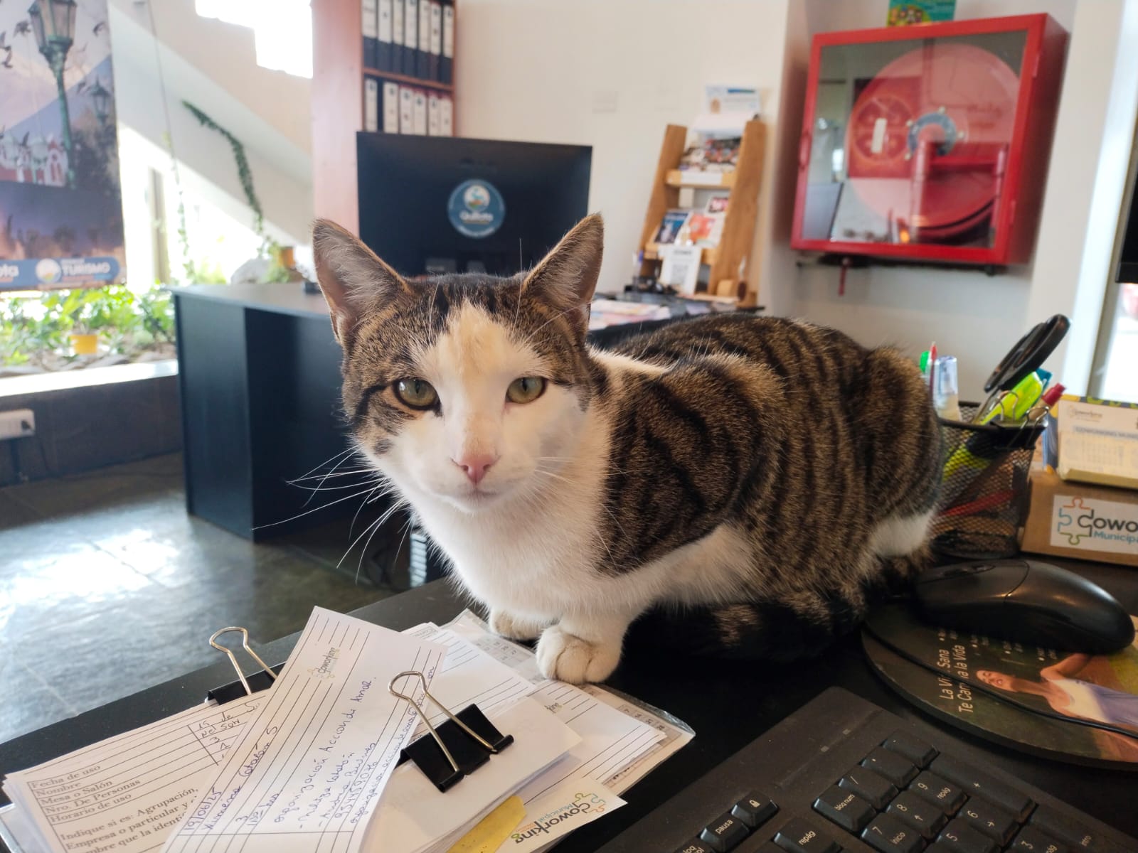 Murió gatito que frecuentaba el Centro Cultural de Quillota