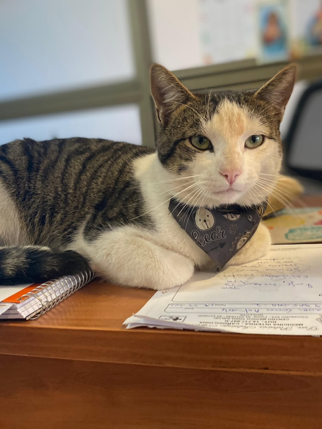Murió gatito que frecuentaba el Centro Cultural de Quillota