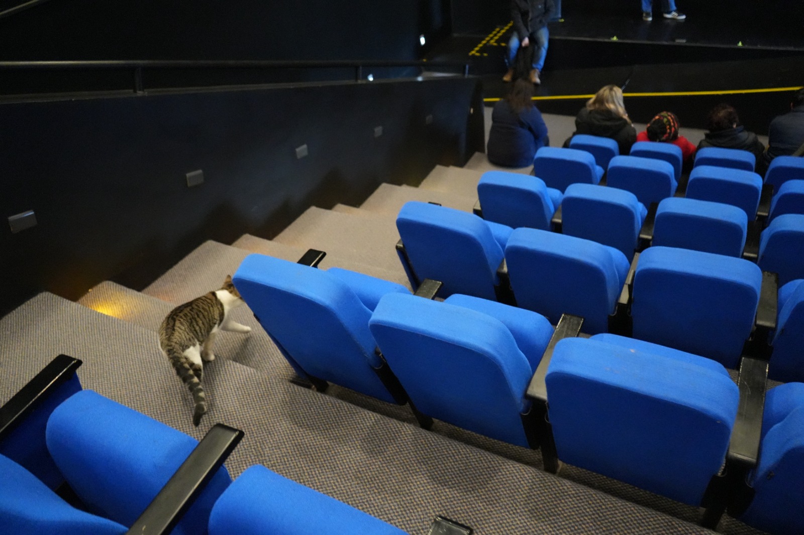 Murió gatito que frecuentaba el Centro Cultural de Quillota