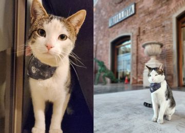Murió gatito que frecuentaba el Centro Cultural de Quillota