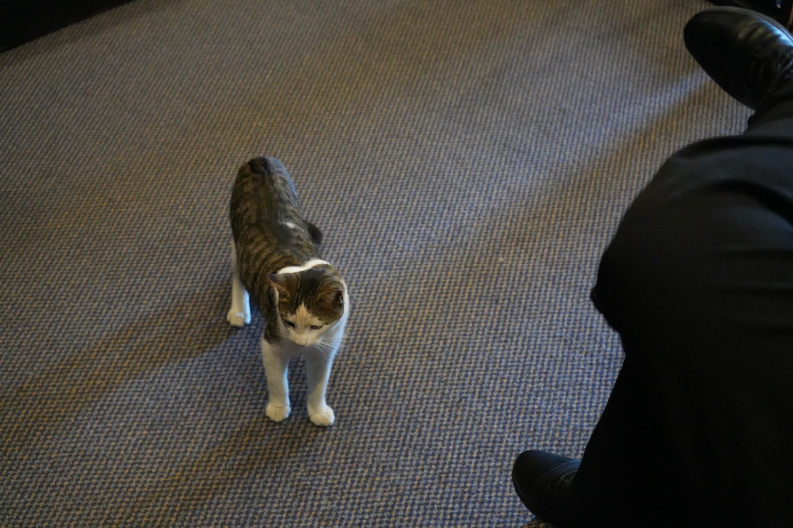 Murió gatito que frecuentaba el Centro Cultural de Quillota
