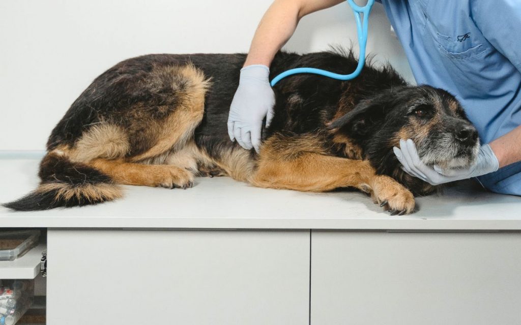 Preocupación por brote de distemper canino en El Melón