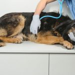 Preocupación por brote de distemper canino en El Melón