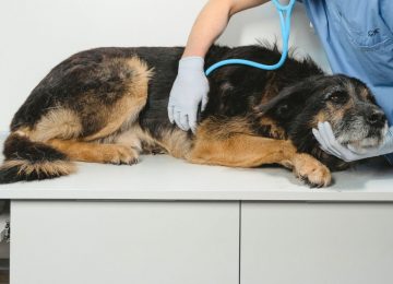 Preocupación por brote de distemper canino en El Melón