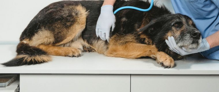 Preocupación por brote de distemper canino en El Melón