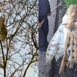 [VIDEO] Rescatan a lechuza enredada en hilos de volantín en Hijuelas