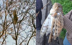 [VIDEO] Rescatan a lechuza enredada en hilos de volantín en Hijuelas