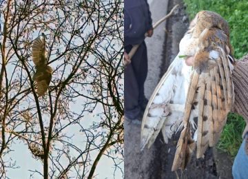 [VIDEO] Rescatan a lechuza enredada en hilos de volantín en Hijuelas