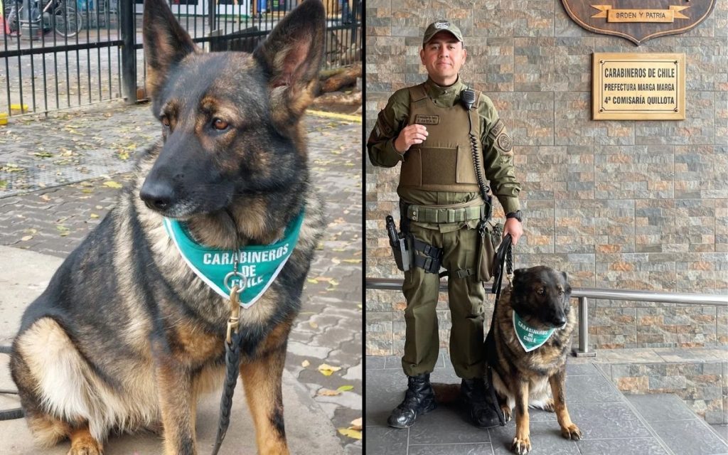 El sargento Gatica y "Fiona": la dupla policial que cuida las calles de Quillota