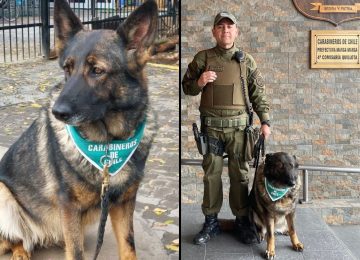 El sargento Gatica y "Fiona": la dupla policial que cuida las calles de Quillota