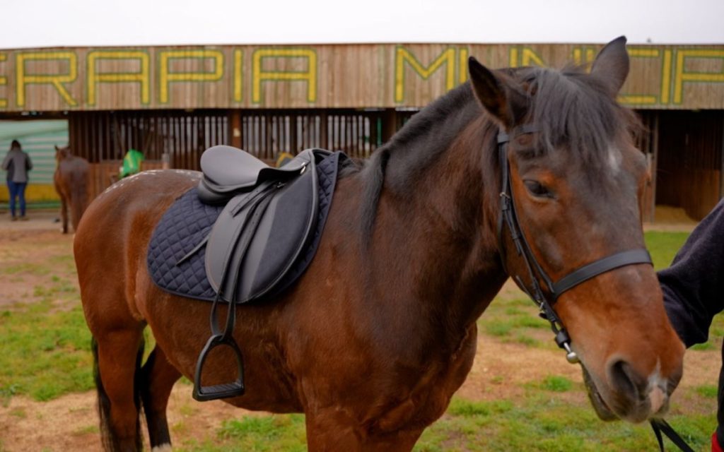 Frustran el robo de los caballos de un centro terapéutico de La Cruz