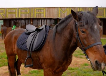 Frustran el robo de los caballos de un centro terapéutico de La Cruz