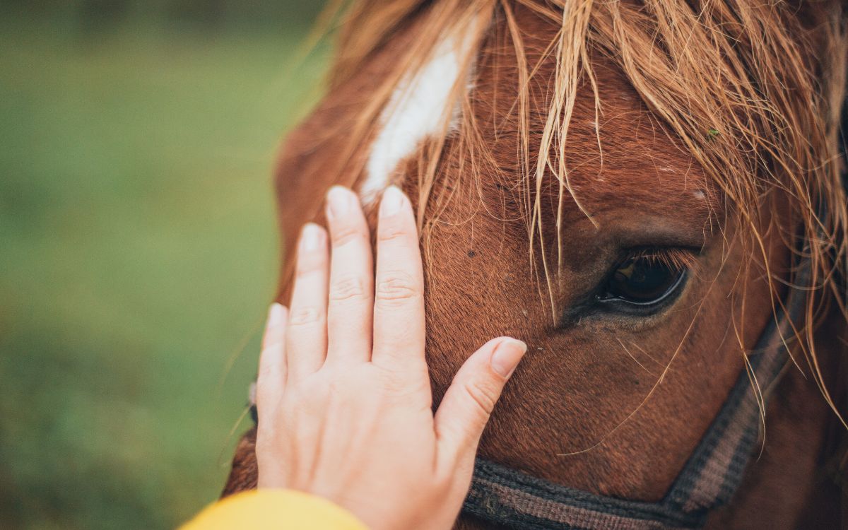 Vecinos frustran el robo de caballos del centro de hipoterapia de La Cruz