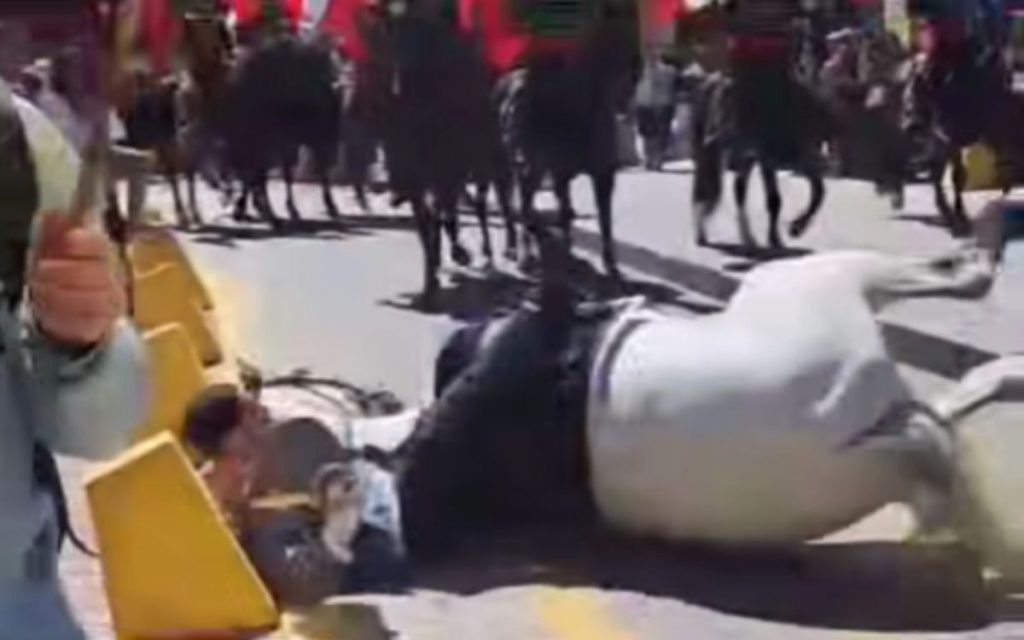 Jinete resultó con contusiones leves tras caída de caballo en Parada Militar en Quillota